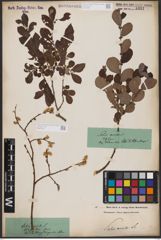 Foto von Salix aurita L.